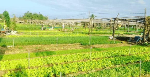 Hoi An: Basket Boat and Farming and Cooking Class in Tra Que