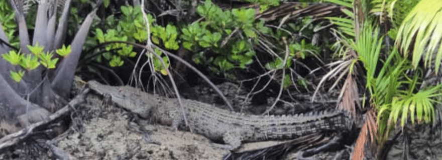 Faune et lucioles de la mangrove de Kuching