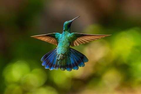 Cusco: Hummingbird Sanctuary Tour — 30+ Bird Species with transfers