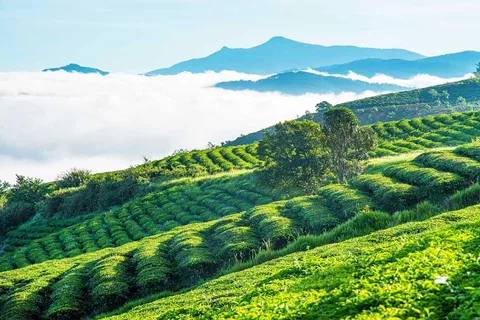 CLOUD HUNTING AND THE GLOW OF DAWN IN DA LAT