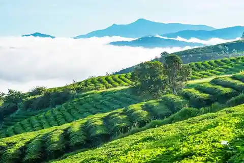 CLOUD HUNTING AND THE GLOW OF DAWN IN DA LAT