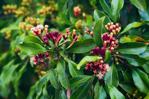 桑给巴尔香料农场之旅（含传统斯瓦希里午餐）