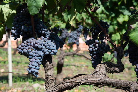 Wine Tasting at a Mount Etna Vineyard from Taormina Let's go! Wine tasting at a vineyard on Mount Etna from Taormina