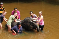 Von Kuala Lumpur, Kuala Gandah Elephant Sanctuary Day Tour - Hizvo