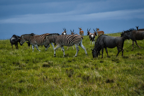 From Arusha: 7-Day Northern Tanzania Safari