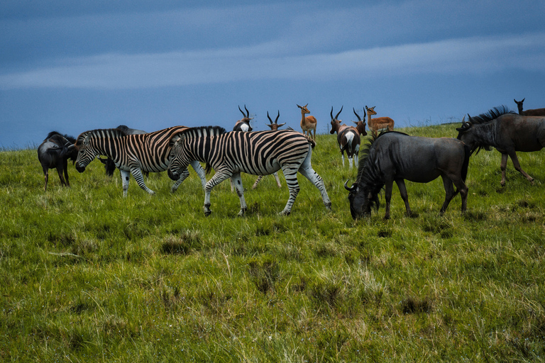 From Arusha: 7-Day Northern Tanzania Safari