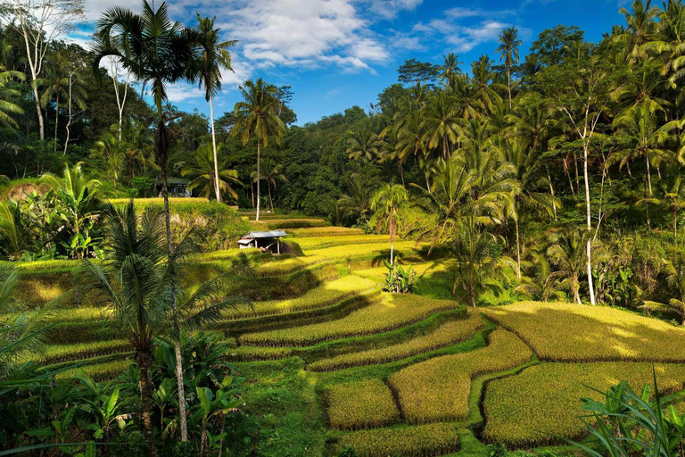 Bali: Tegalalang Rice Terraces Guided Tour with Hotel Pickup