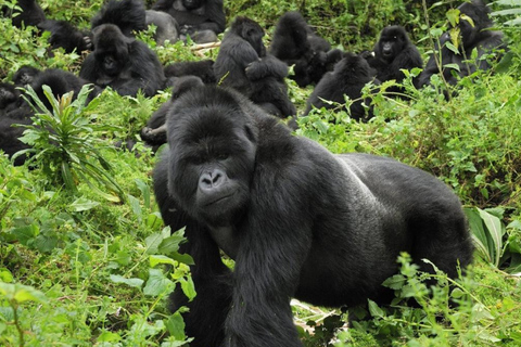 Rwanda: 2-Day Volcanoes National Park Gorilla Trekking Tour