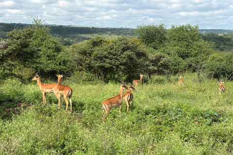 Nairobi National Park: Early Morning or afternoon adventure Early morning game drive in a Landcruiser JEEP