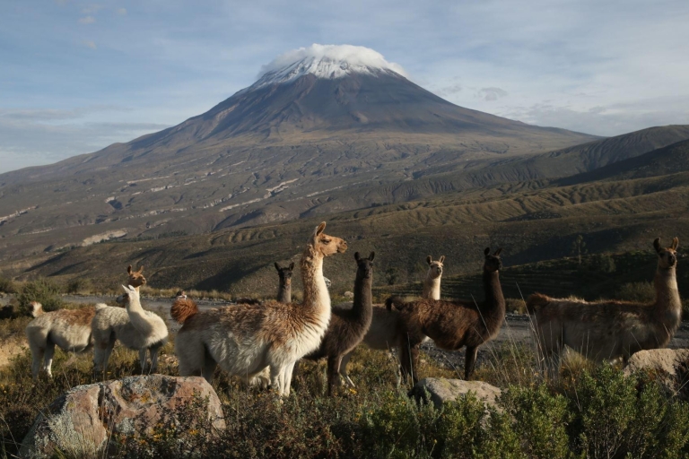 Von Arequipa: Ausflug nach Chivay und Colca Canyon