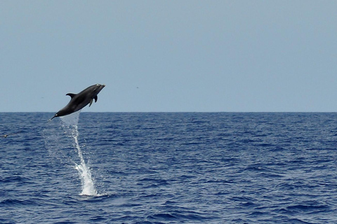 Fuerteventura: Catamarán navegación vela. Máximo 10 personasHappy Day Tour