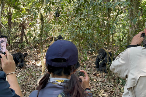 3-Daagse Congo (DRC) Lowland Gorilla Tracking vanuit Rwanda