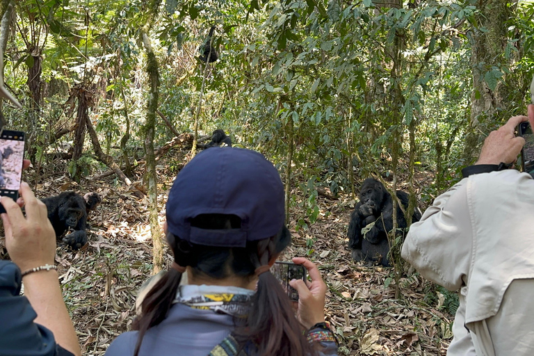 3 días de Rastreo de Gorilas de las Tierras Bajas del Congo (RDC) desde RuandaInglés