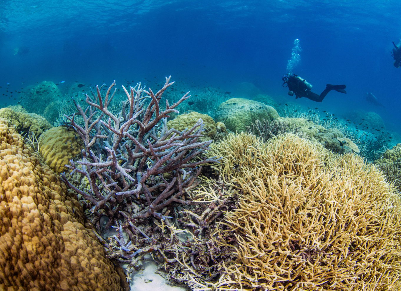 Port Douglas: Dykning og snorkling ved Great Barrier Reef med Silversonic