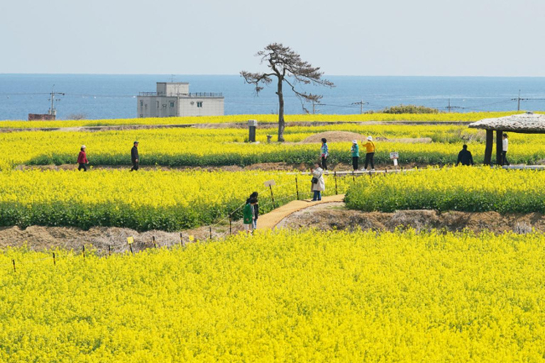 From Busan: Private Pohang Day Trip with Hotel Pickup From Busan: Private Pohang Day Trip (Driver Only)