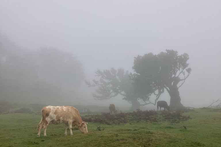 Madeira: Fanal Forest Tree Connection Zeremonie &amp; Picknick