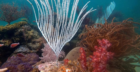 Red River Tours - Sea Walking Experience in Phu Quoc