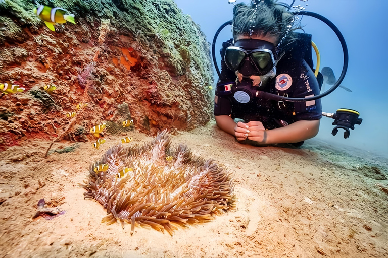 Visite des îles Cham, plongée en apnée et plongée sous-marineVisite de groupe