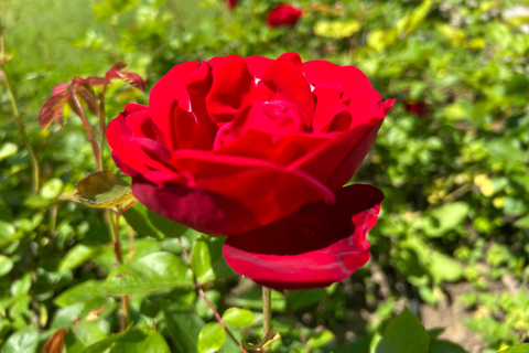 Sofia:The Highlights of Bulgaria - Rose Valley and Buzludzha