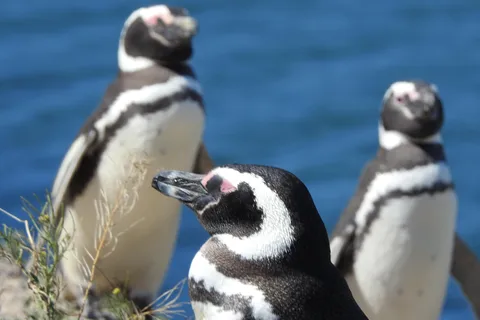 Shore Tours Peninsula Valdes Puerto Madryn Cruise Passengers