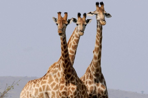 Tsavo East National Park Day Tour From Mombasa 2 Days Tsavo East & Ngutuni Sanctuary From Mombasa/Diani