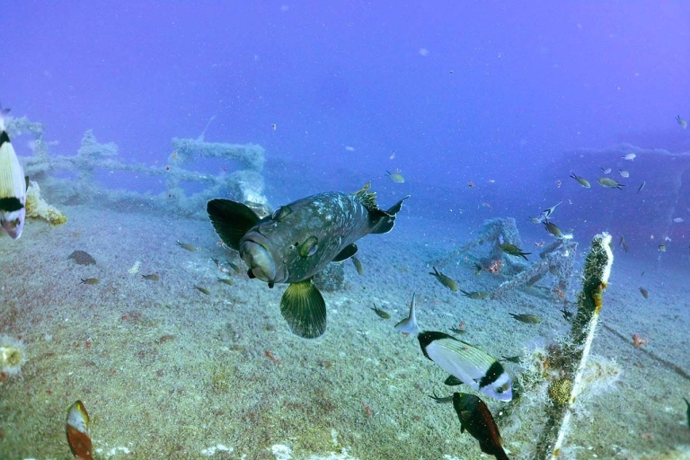Larnaca: Zenobia Wreck Private Guided Dive