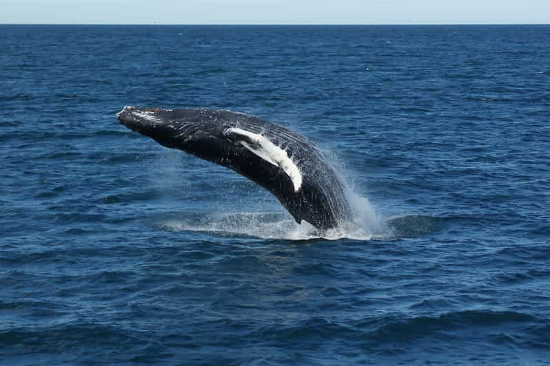 From Reykjavik: Whale Watching Tour | GetYourGuide