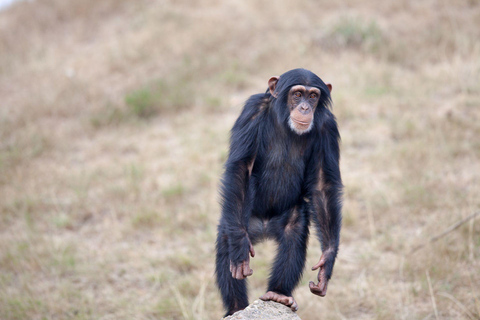 3-Day Ol Pejeta Safari with Chimpanzee Sanctuary