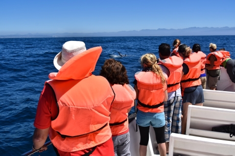 Makadi Bay: Dolphin Watching Boat Tour with Lunch & Drinks
