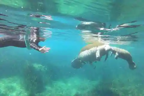 Crystal River: Manatee Snorkel with In-Water Guide