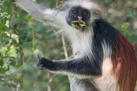 Zanzibar: Wycieczka z przewodnikiem po rezerwacie leśnym Masingini