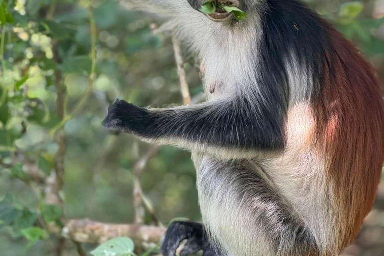 Zanzibar: Wycieczka z przewodnikiem po rezerwacie leśnym Masingini