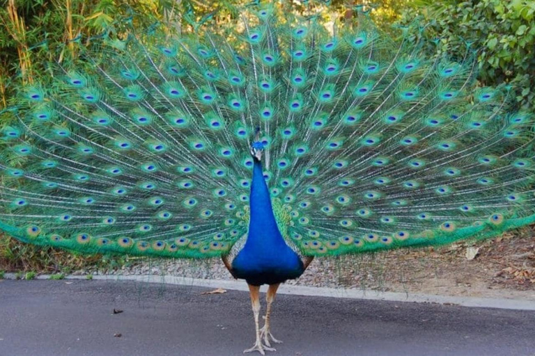 Zanzibar : île prison, sanctuaire des tortues marines + plage de MtendeVisite privée avec transfert et frais inclus