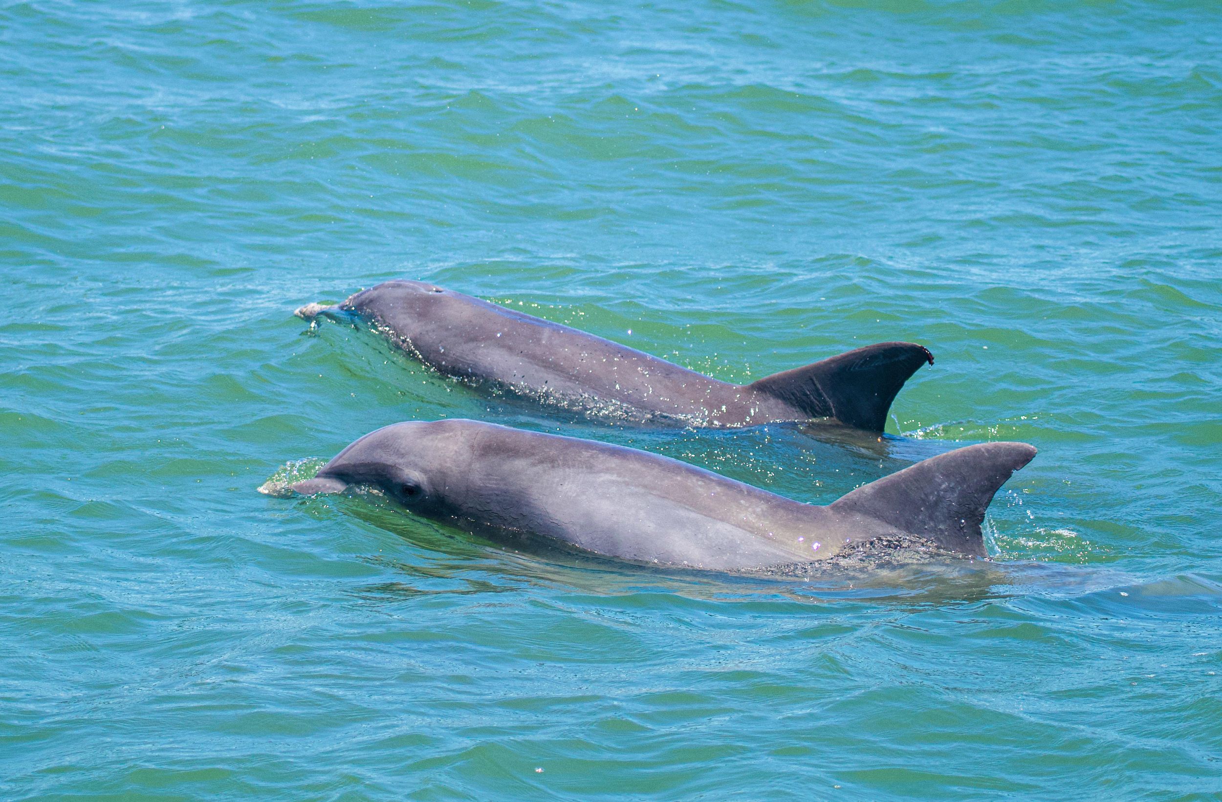 St. Augustine: Von Experten geführte Öko-Abenteuer mit Delfinen und Wildtieren