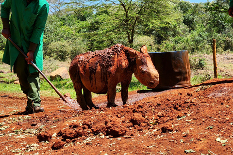 Nairobi National Park, Elephant Orphanage & Giraffe Centre