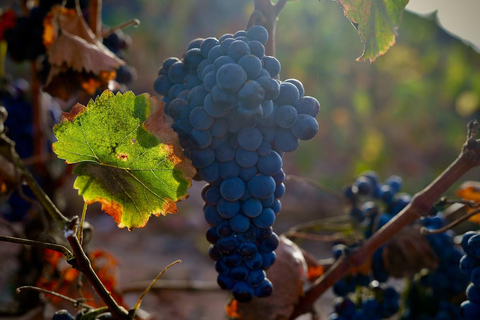 Join us for a guided tour of the Conatvs winery and enjoy a wine tasting in Spanish Guided tour of Conatvs winery with wine tasting in Spanish