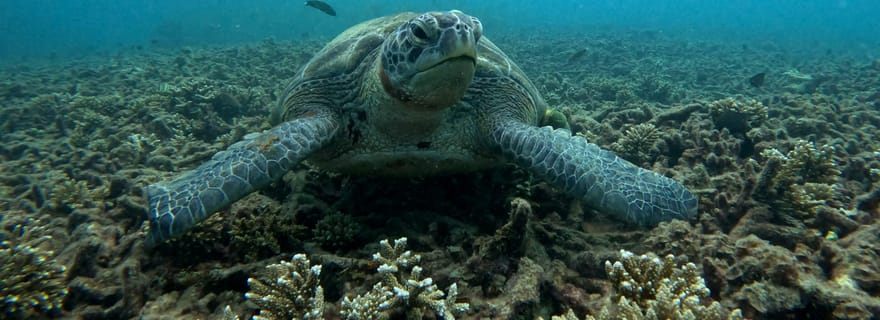 Koh Tao : excursion de plongée avec tuba et coucher de soleil