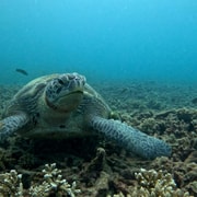 Koh Tao: Snorkeling and Sunset Sightseeing Tour Koh Tao: Snorkeling and Sunset Sightseeing Tour