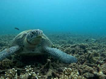 Koh Tao: Snorkeling and Sunset Tour