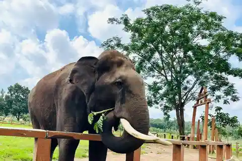 South Africa from Joburg: Elephant Sanctuary Half Day Tour