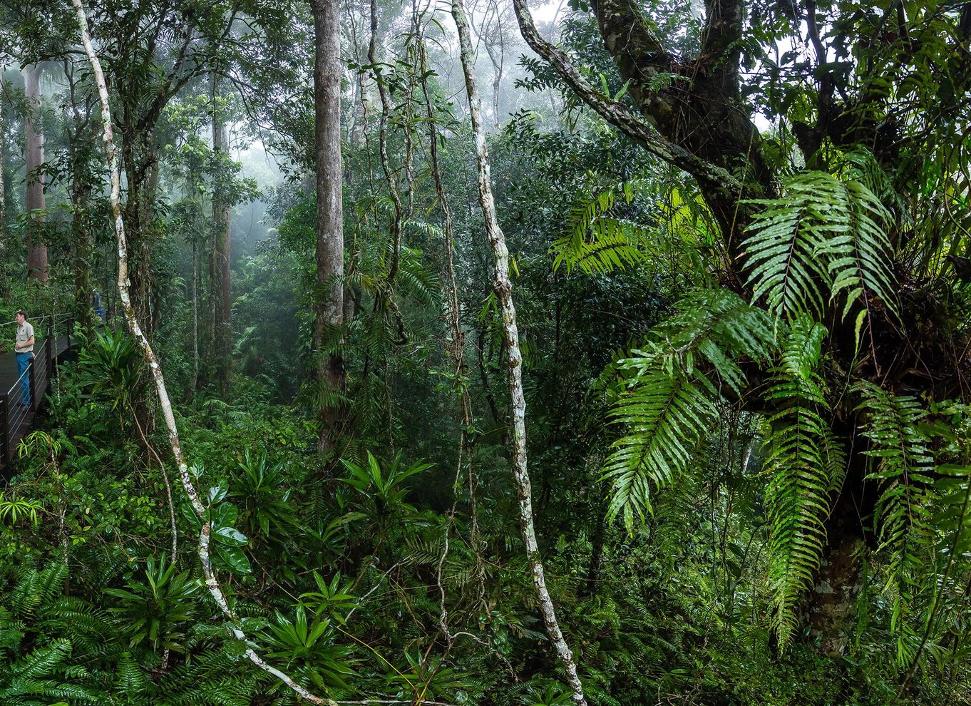 Fra Cairns: Selvguidet Kuranda-tur med tog og Skyrail