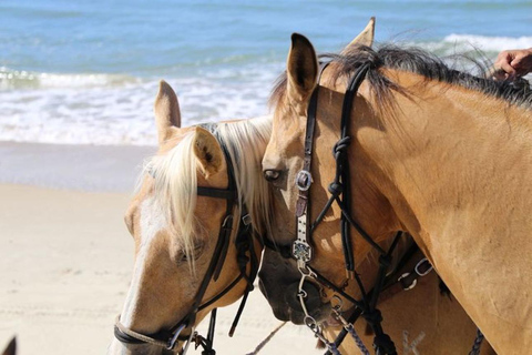 Saint Lucia Horseback Riding: Explore the Island in Style