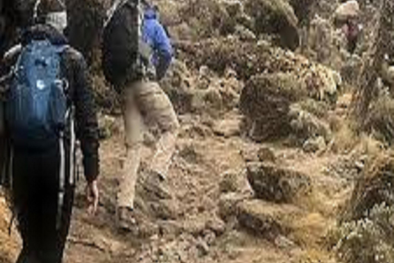 Kilimanjaro: 6-Day Trekking Umbwe Route