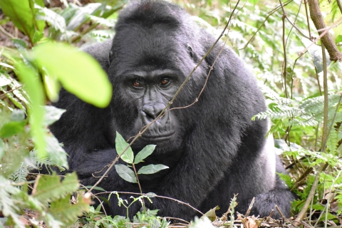 Bwindi Forest: Gorilla fly-in tour with Batwa Experience