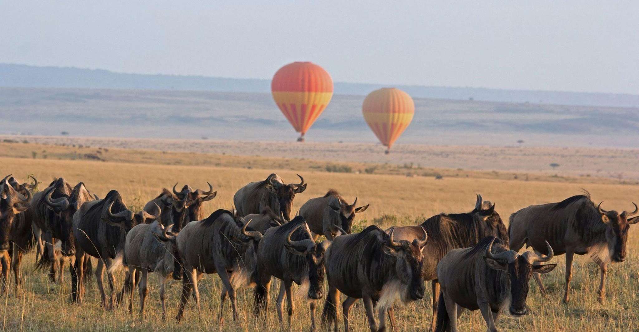 De Nairobi, 3 jours 2-Nights Maasai Mara Safari Experience - Hizvo