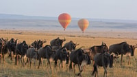 De Nairobi, 3 jours 2-Nights Maasai Mara Safari Experience - Hizvo
