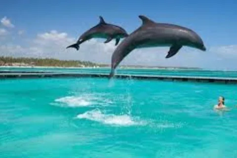 Zanzíbar: Visita al Acuario para nadar con delfines y tortugas