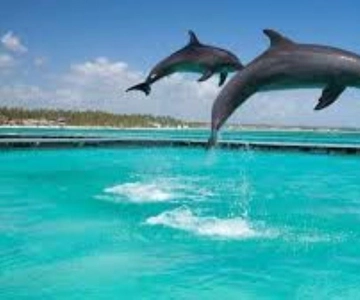 Zanzibar: Swim with Dolphins & Turtles visit at the Aquarium