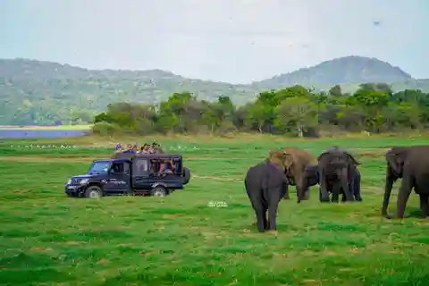 Minneriya: Minneriya National Park Elephant Safari