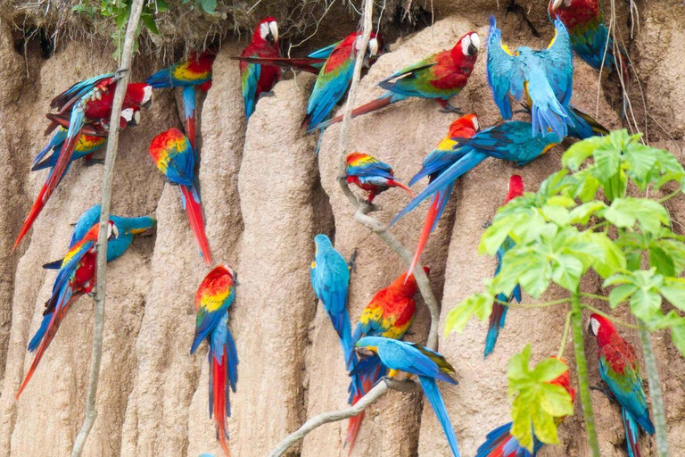 Puerto Maldonado: 6-Day Amazon Tour with Sandoval Lake